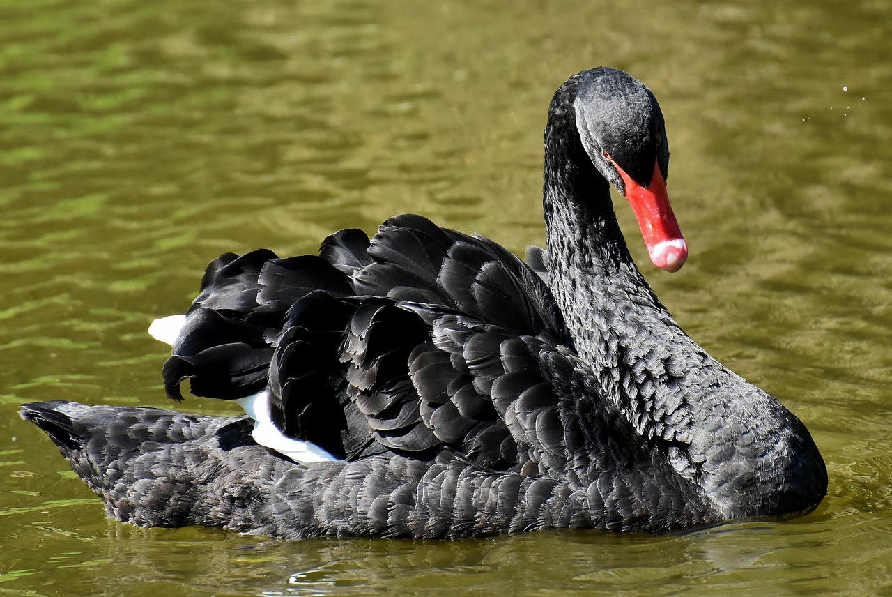 Comment chevaucher un cygne noir ?